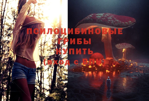 трава Белокуриха